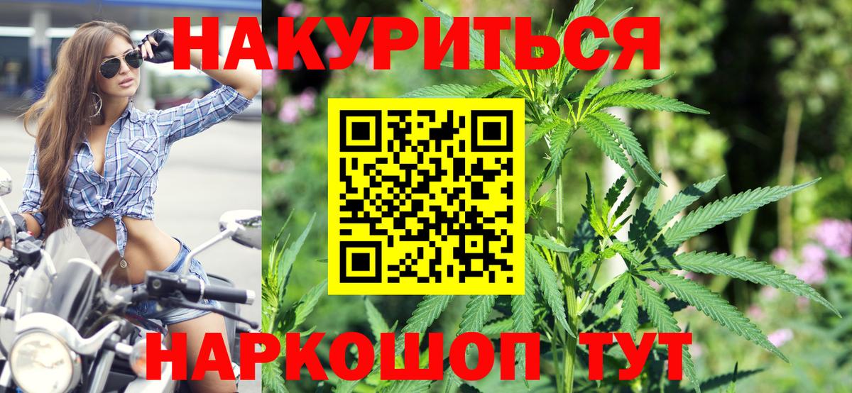 Конопля гибрид Гусев